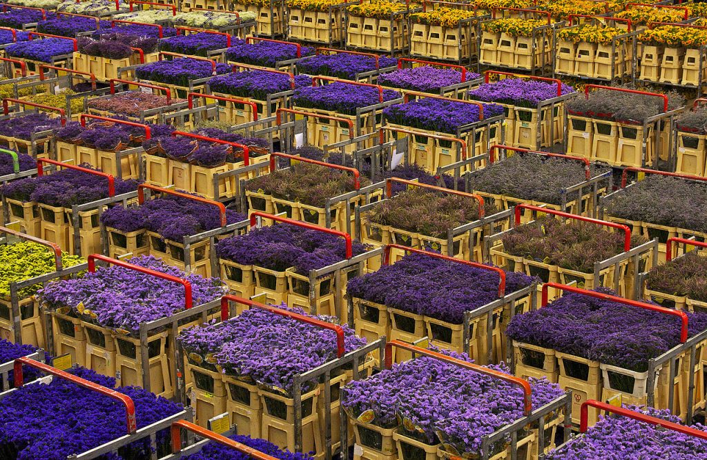 Inside The Flower Delivery Industry: From Ireland To The World 3